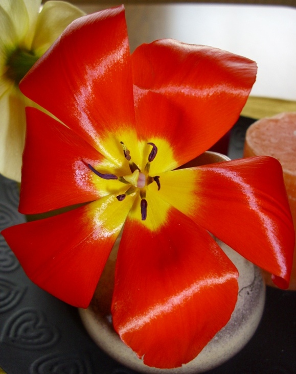 strahlender Glanz einer Tulpe