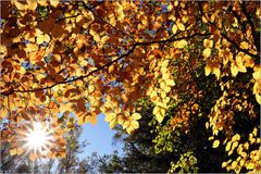 Strahlender Herbst...