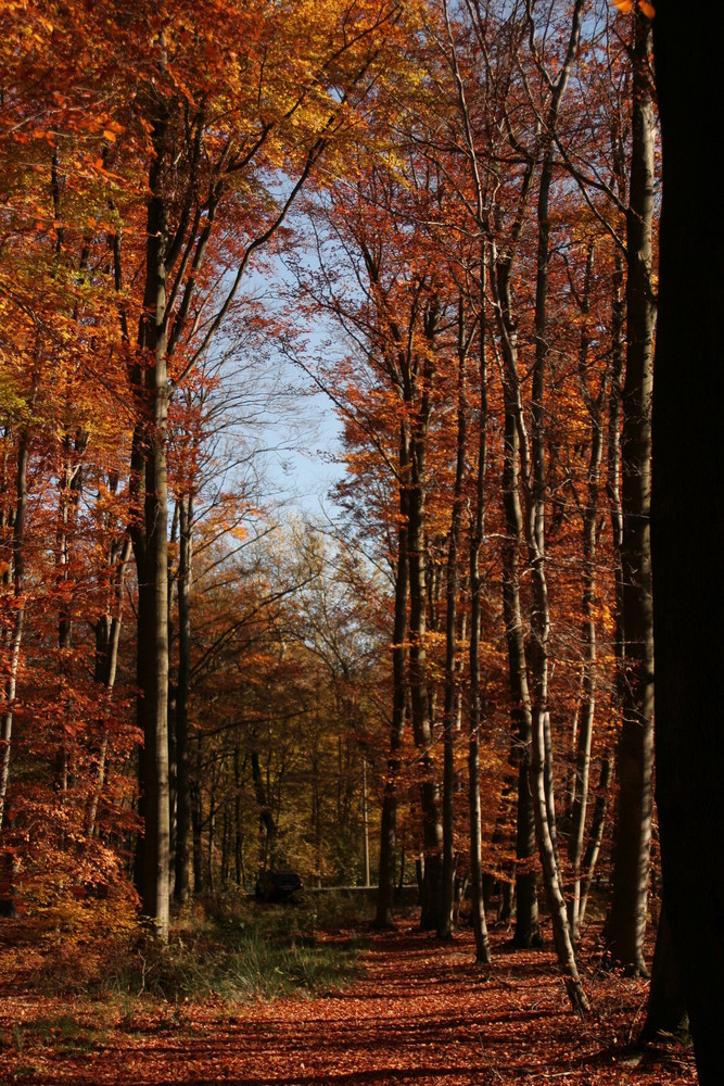 strahlender Herbst