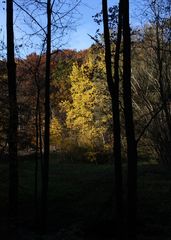 strahlender Herbst