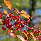 Strahlender Herbst im Wald