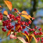 Strahlender Herbst im Wald