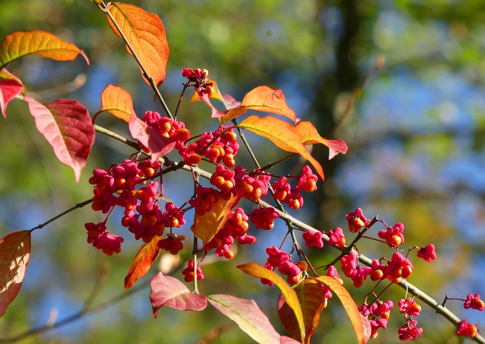 Strahlender Herbst im Wald