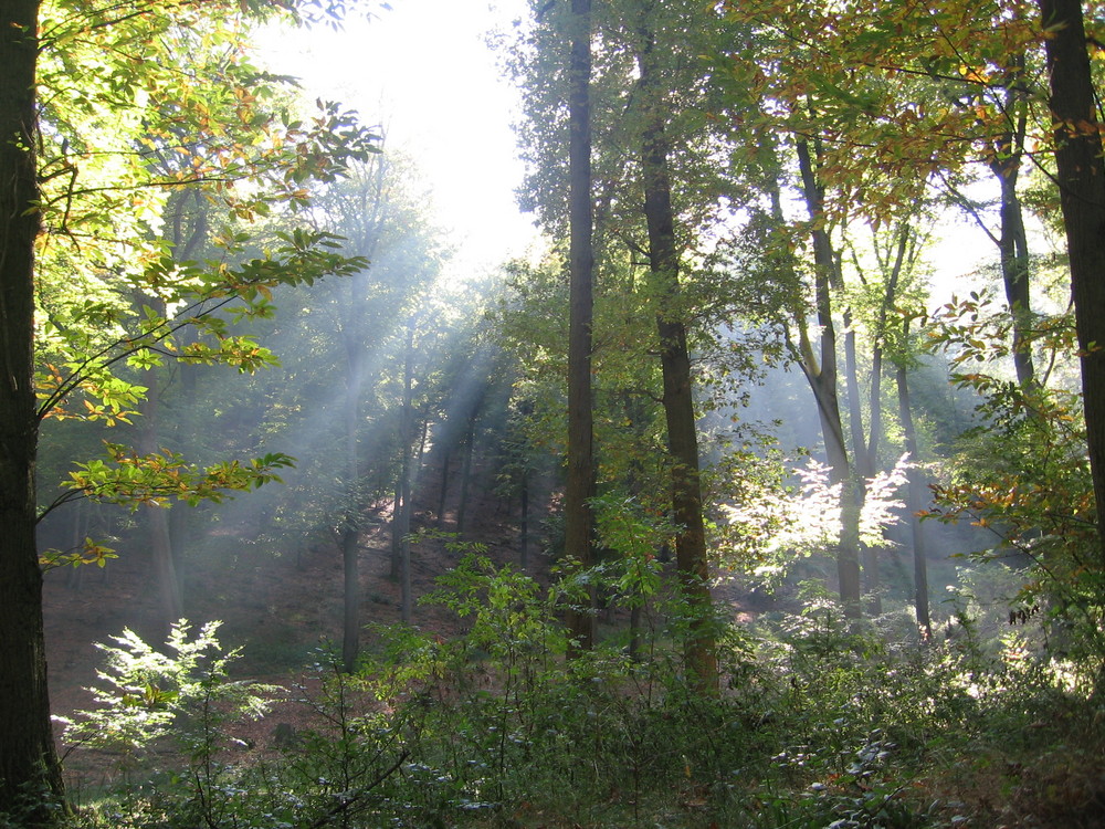 Strahlender Herbstwald