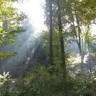 Strahlender Herbstwald