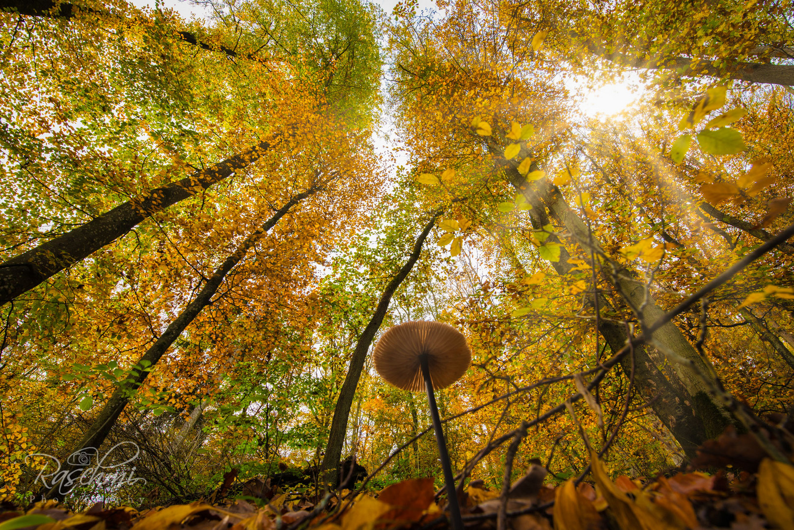 STRAHLENDER HERBSTWALD