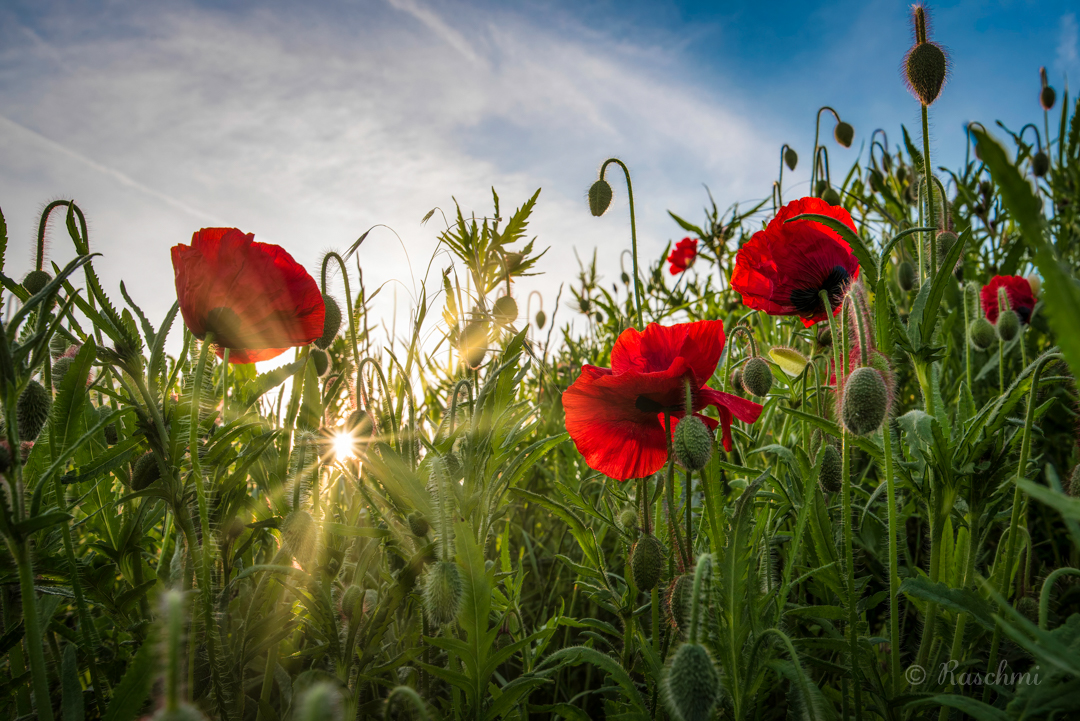 STRAHLENDER KLATSCHMOHN