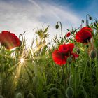 STRAHLENDER KLATSCHMOHN