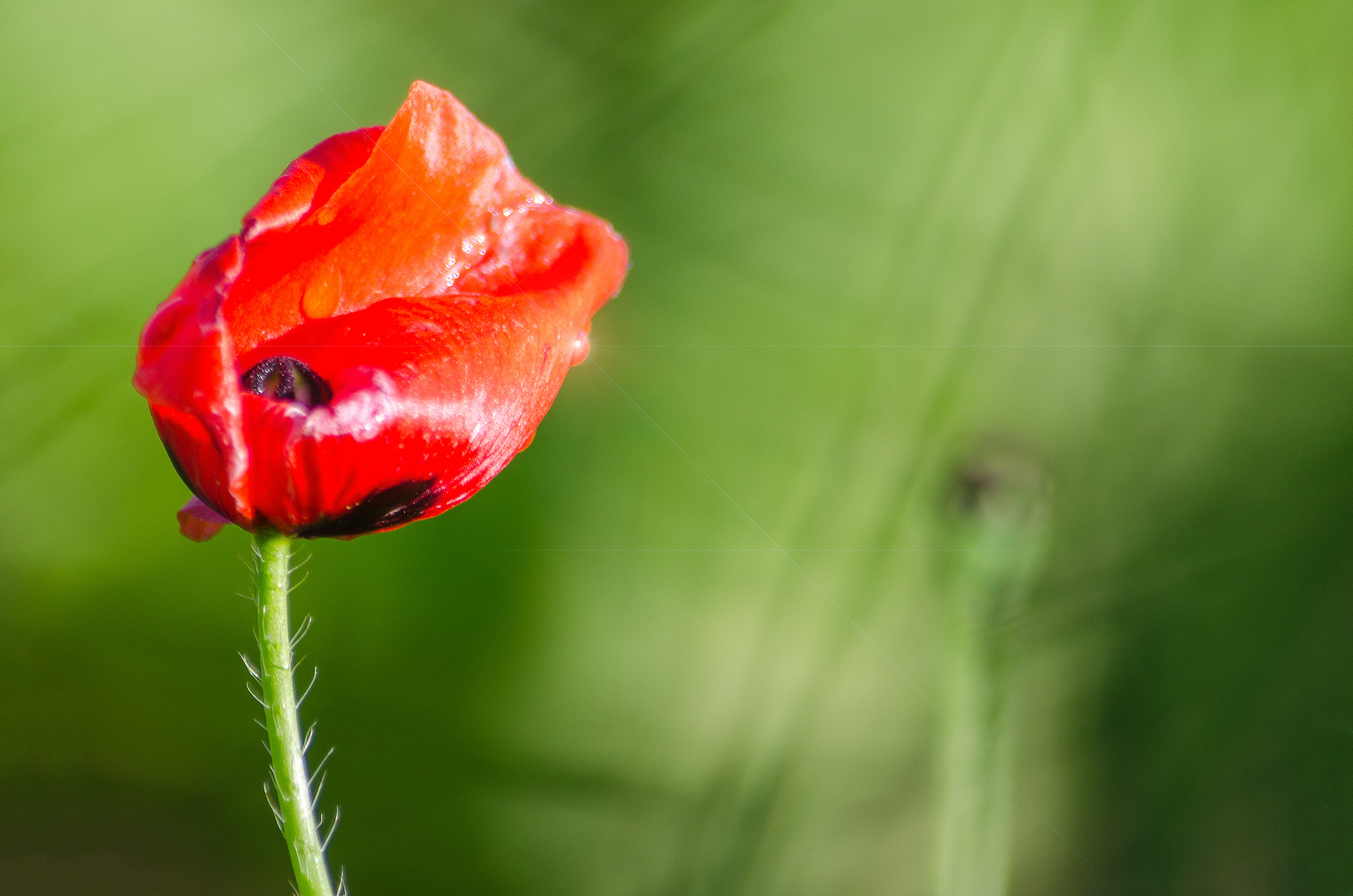 Strahlender Klatschmohn