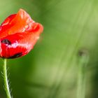 Strahlender Klatschmohn