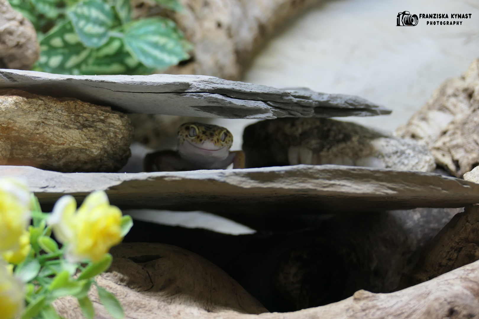 Strahlender Leopardengecko