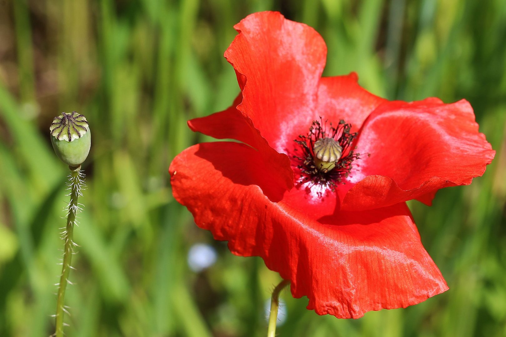 strahlender Mohn 2