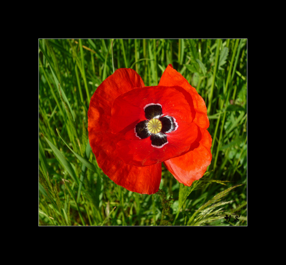 strahlender Mohn