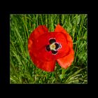 strahlender Mohn