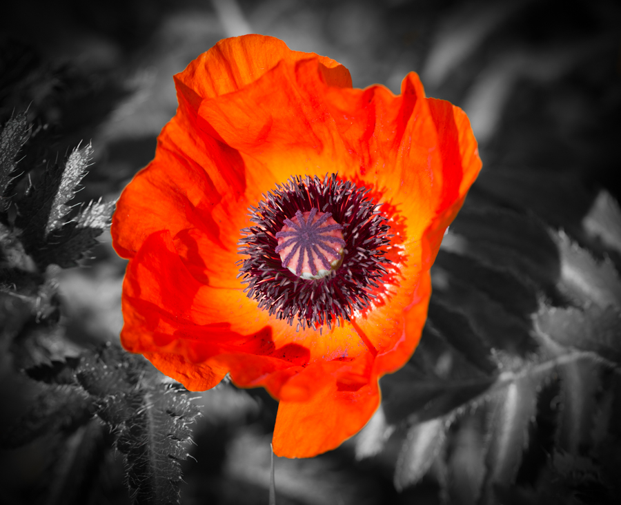 Strahlender Mohn...