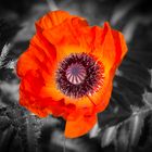 Strahlender Mohn...