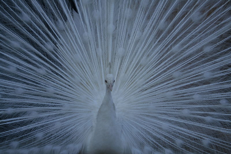 strahlender Pfau