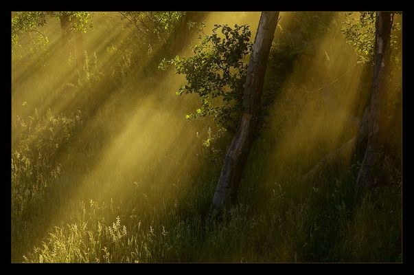 Strahlender Sommernebel #3 - Goldener Lichtschauer