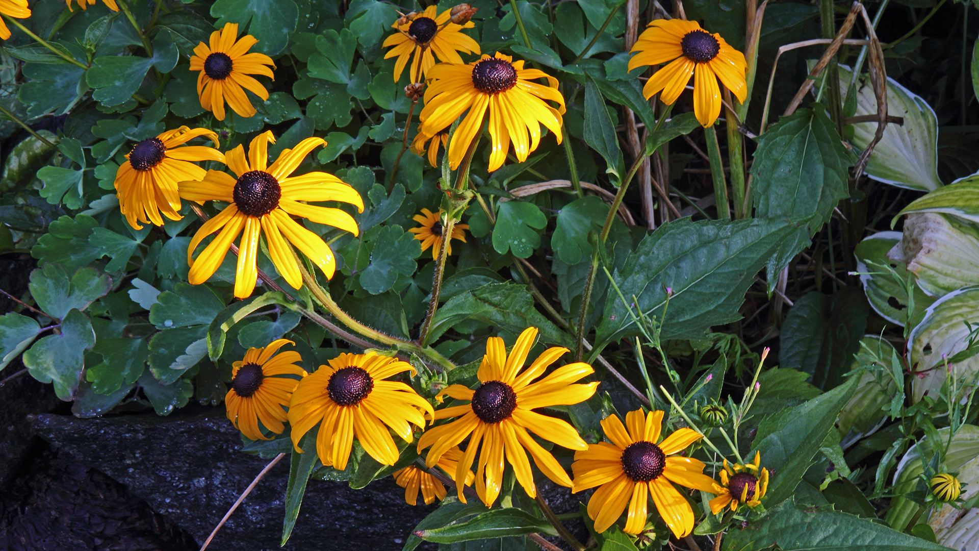 Strahlender Sonnenhut (Rudbecia) am Morgen ist für mich besonders wertvoll....