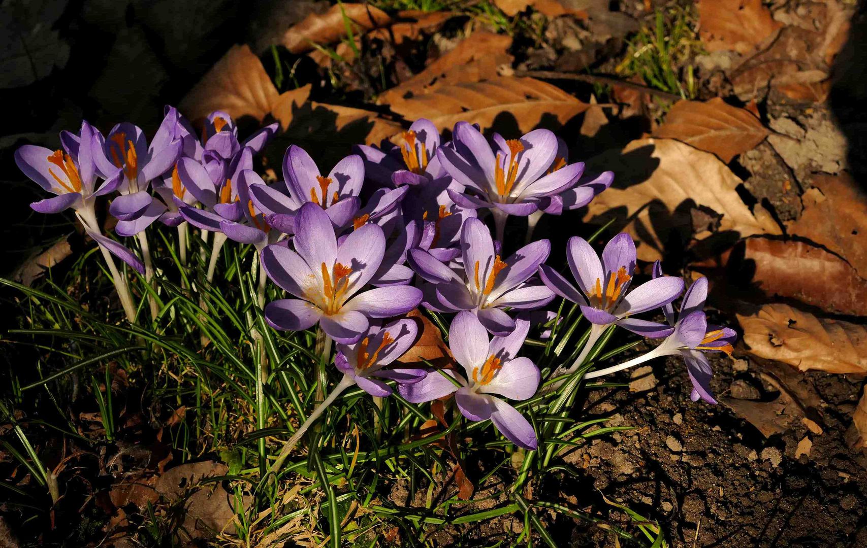 Strahlender Sonnenschein