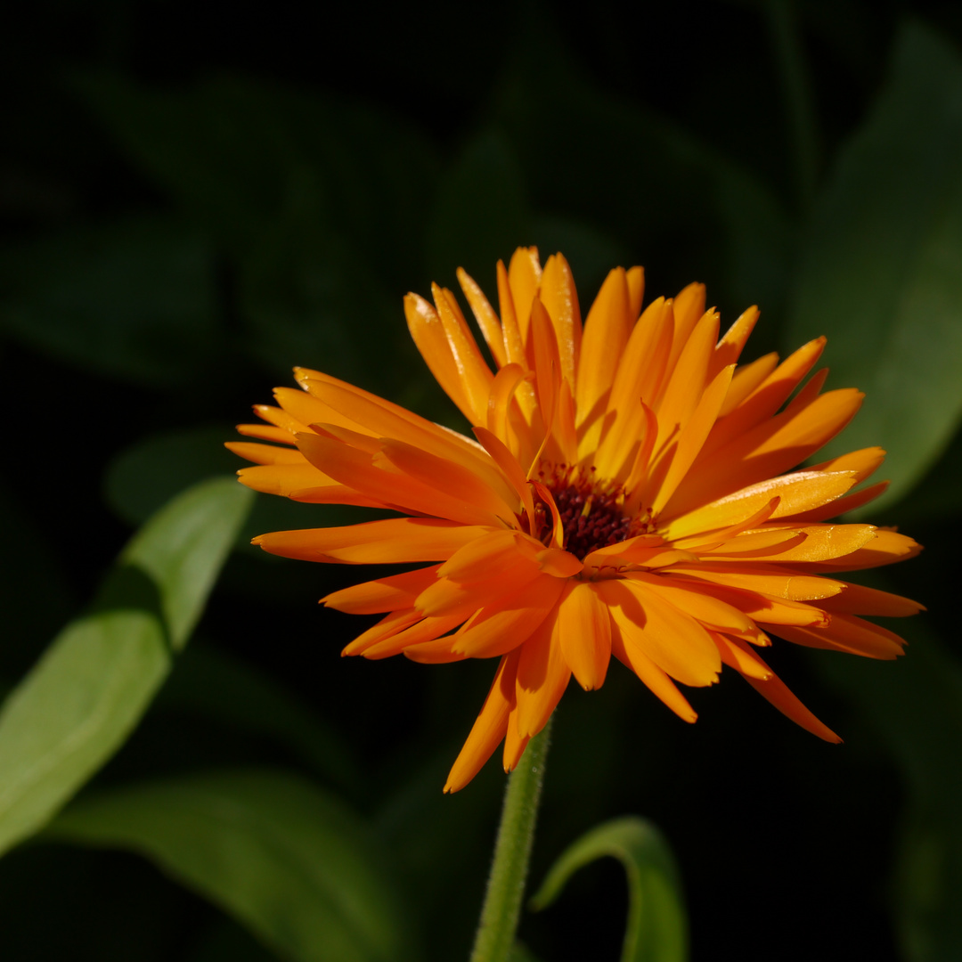 Strahlender Sonnenschein