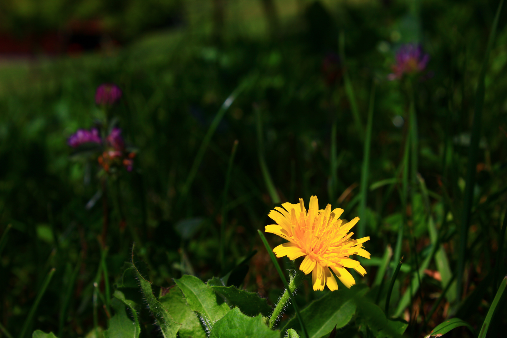 strahlender Sonnenschein