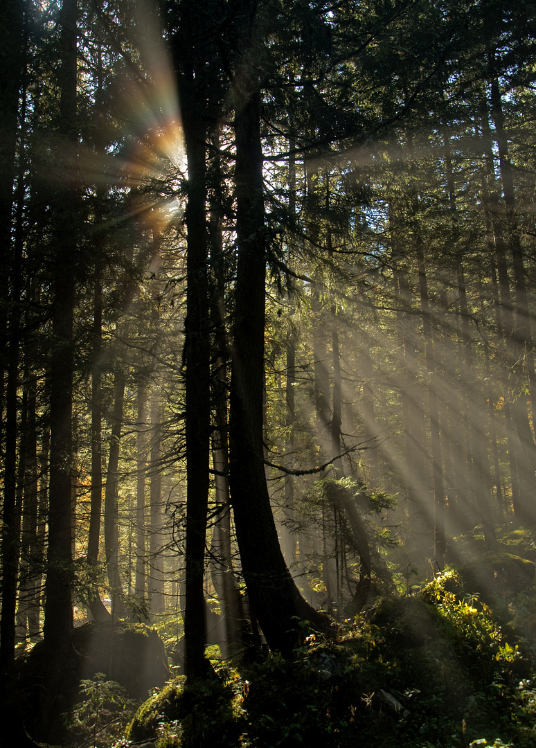 "Strahlender" Wald