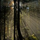 "Strahlender" Wald