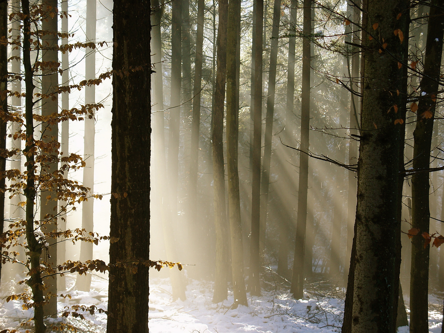 Strahlender Wald