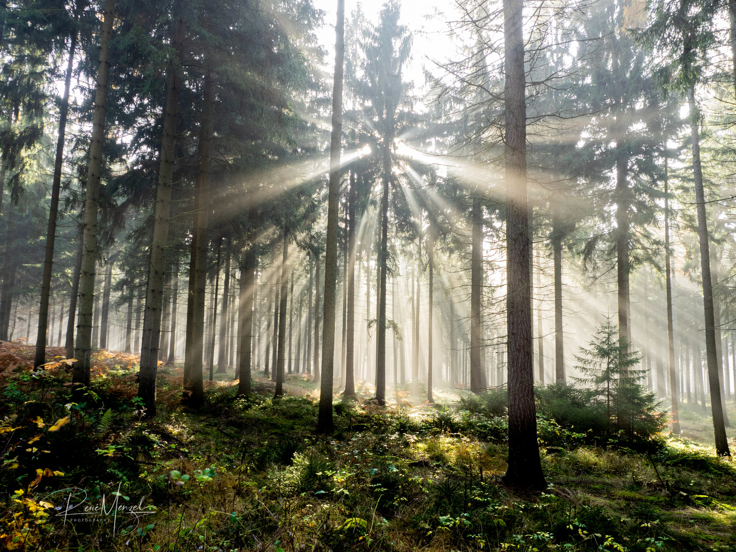 Strahlender Wald 