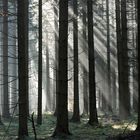 Strahlender Wald
