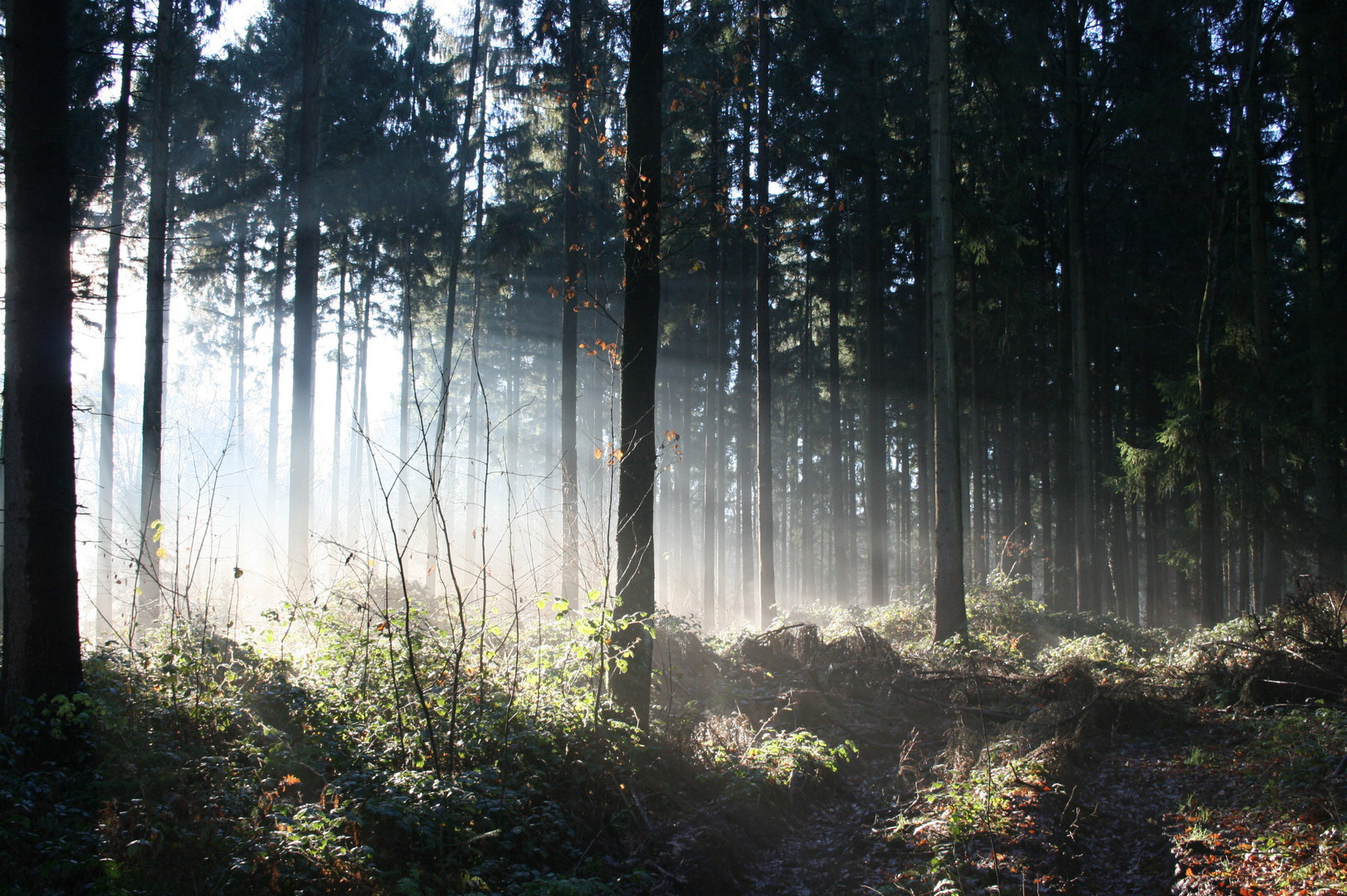 strahlender Wald