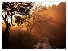 Strahlender Wald