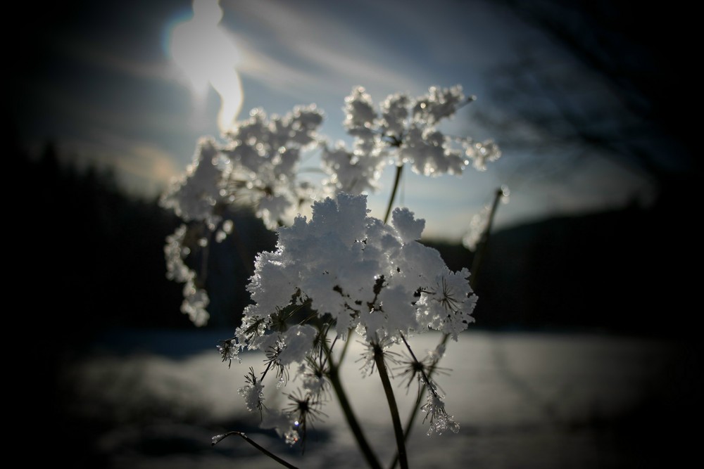 Strahlender Wintermorgen