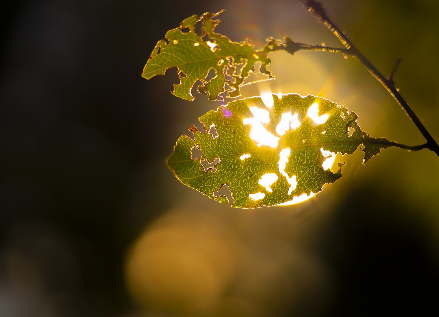 strahlendes Blatt????