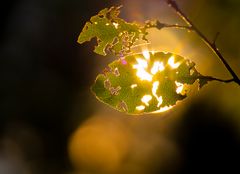 strahlendes Blatt????