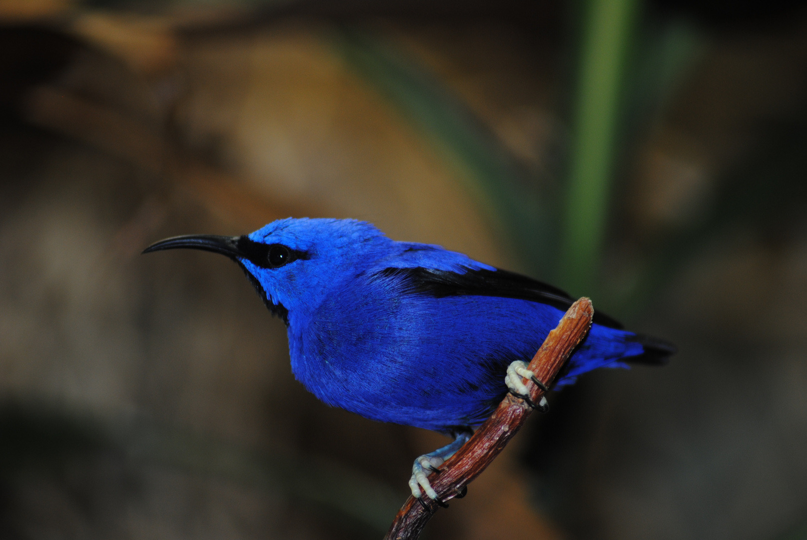 Strahlendes Blau