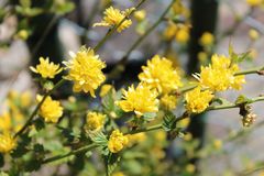 strahlendes Blüten an der Grundstücksgrenze