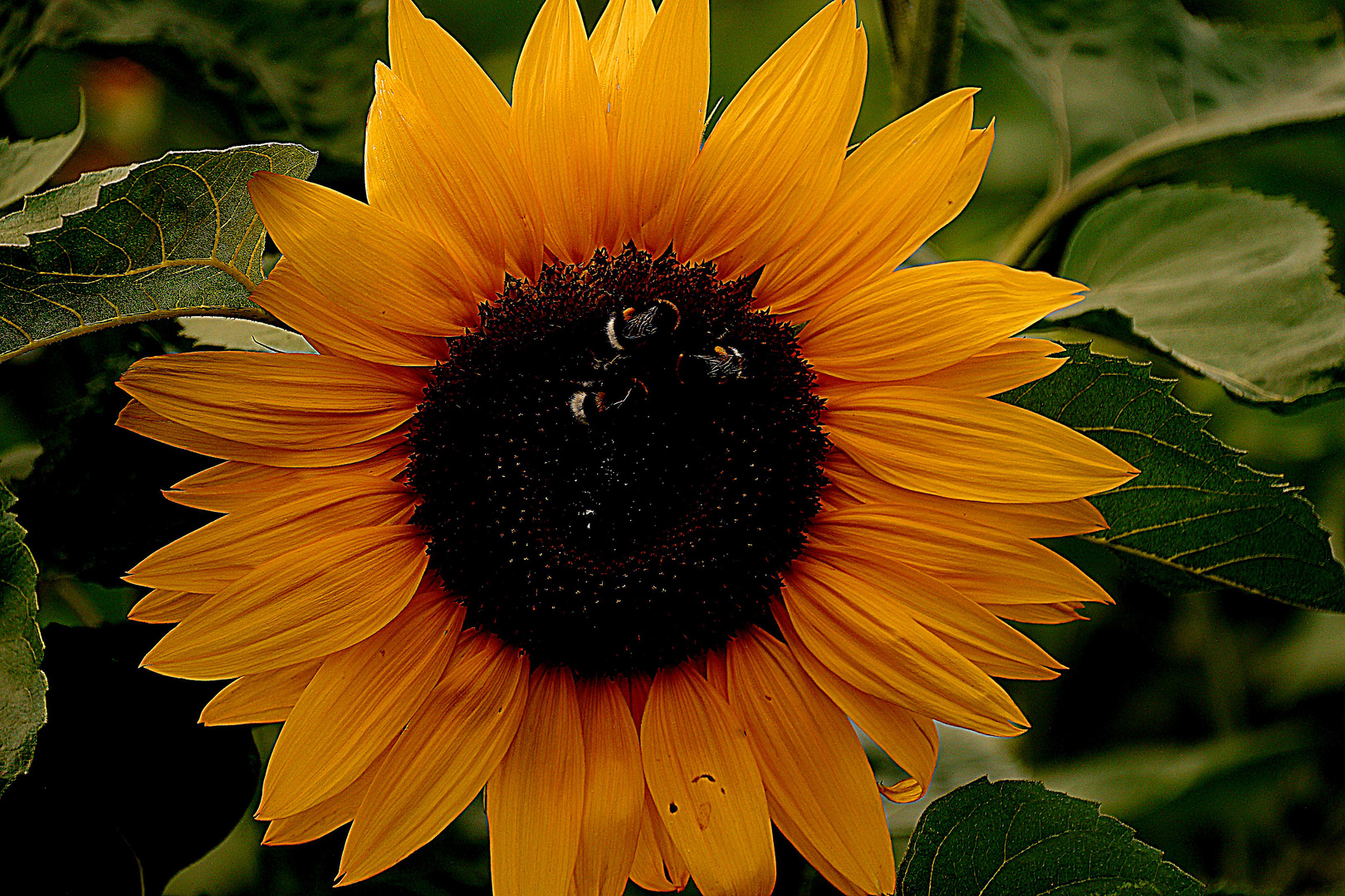 Strahlendes Gesicht einer Sonnenblume mit Besucher.