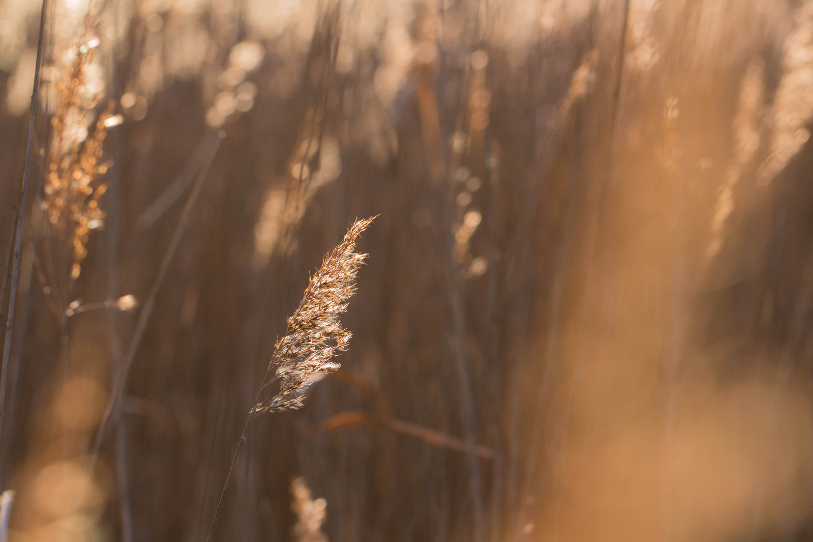 Strahlendes Gras in der Morgensonne