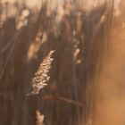 Strahlendes Gras in der Morgensonne