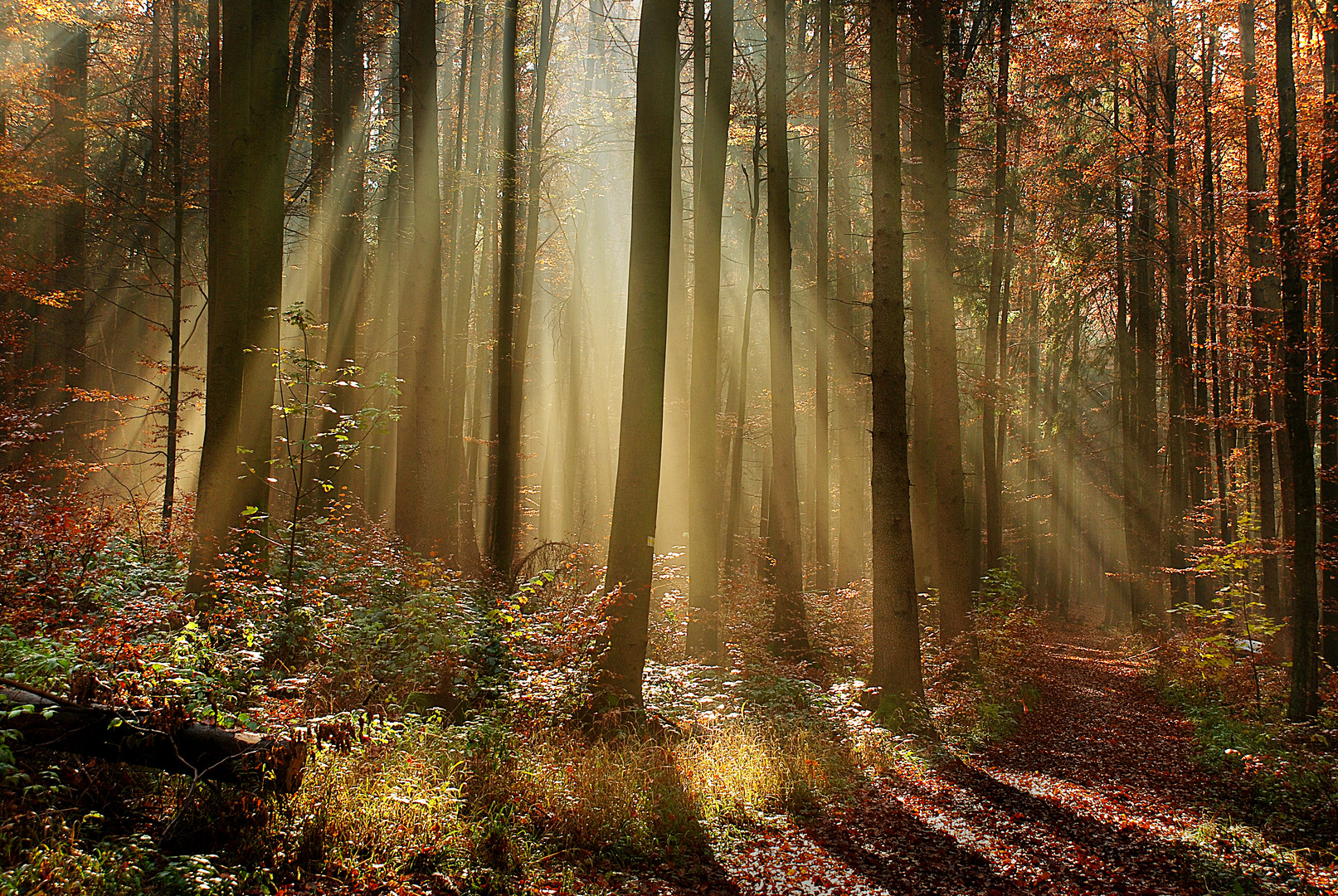 Strahlendes Herbstlicht