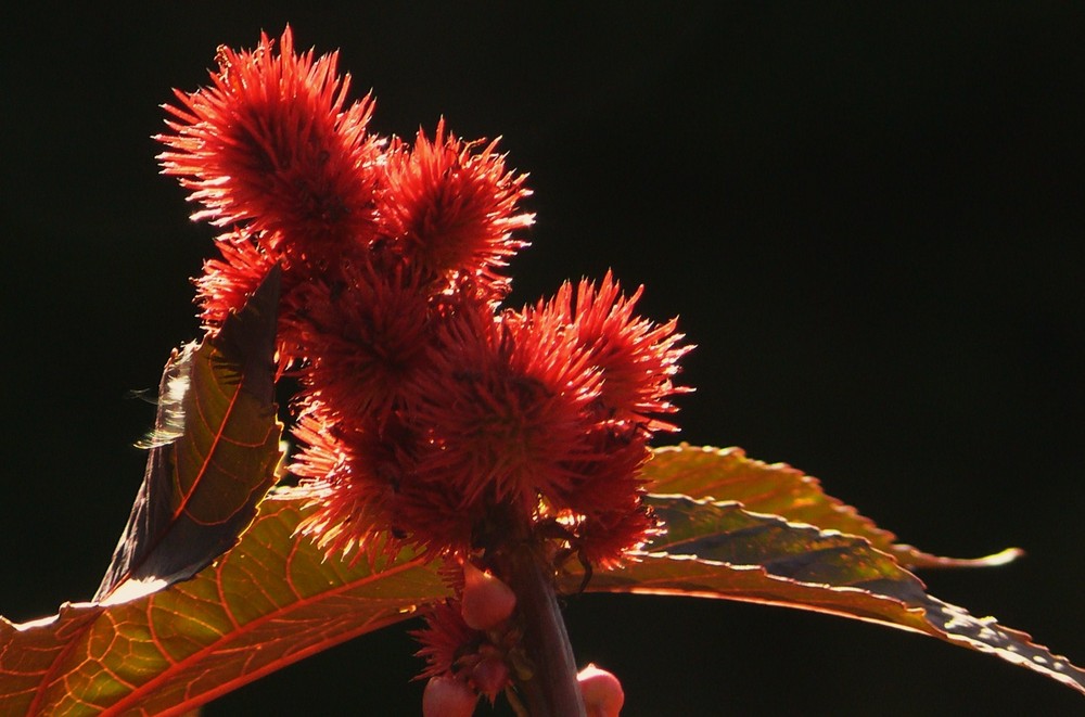 Strahlendes Rot (Ricinus communis)