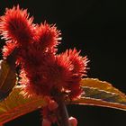 Strahlendes Rot (Ricinus communis)