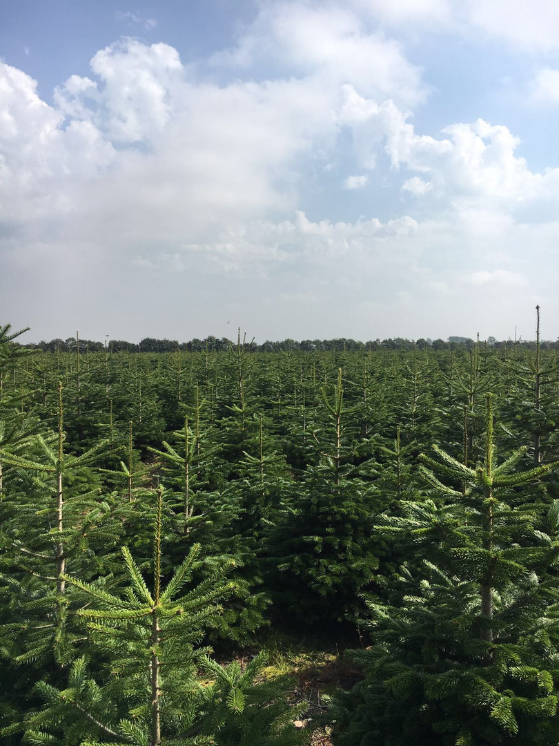 Strahlendes Weihnachtsbaum Feld im Sommer