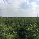 Strahlendes Weihnachtsbaum Feld im Sommer