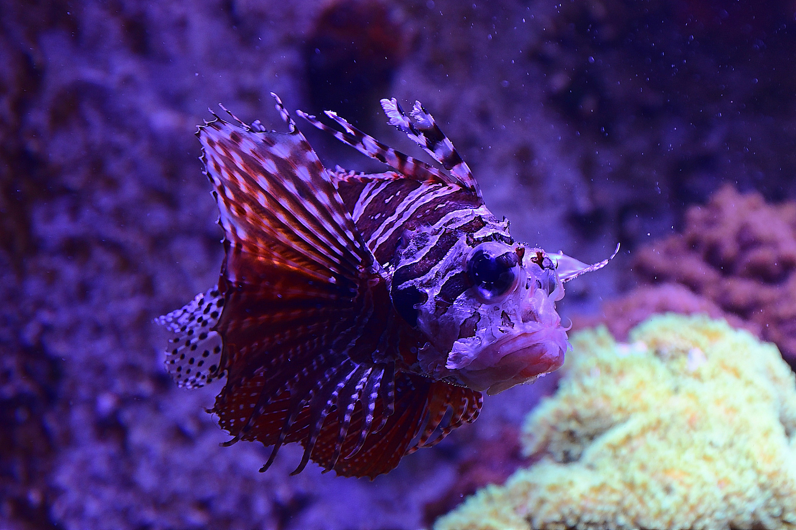 Strahlenfeuerfisch (Pterois radiata)