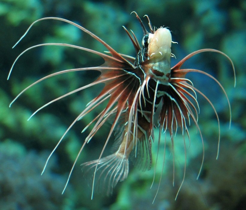 Strahlenfeuerfisch (Pterois radiata)