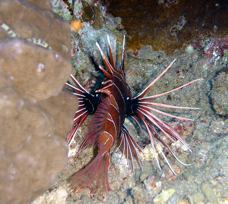 Strahlenfeuerfisch, Rotes Meer