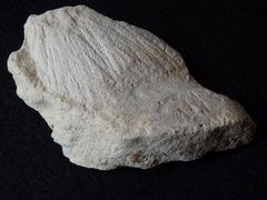 Strahlenkalk (Shatter cone) aus dem Steinheimer Becken